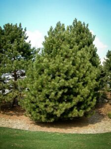 Сосна Чёрная (Pinus Nigra) купить по цене от 270.00р. в интернет-магазине «Посадика» с доставкой почтой в в Белореченске и по всей России – [изображение №1].