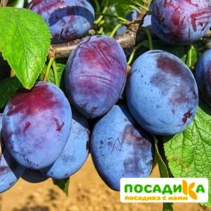 Слива Чачакская ранняя купить по цене от 229.00р. в интернет-магазине «Посадика» с доставкой почтой в в Белореченске и по всей России – [изображение №1].