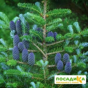 Пихта корейская (Abies koreana) купить по цене от 450.00р. в интернет-магазине «Посадика» с доставкой почтой в в Белореченске и по всей России – [изображение №1].