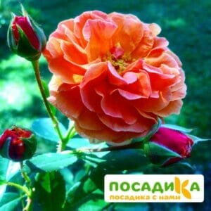 Роза Арабия купить по цене от 350.00р. в интернет-магазине «Посадика» с доставкой почтой в в Белореченске и по всей России – [изображение №1].