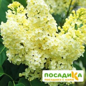 Сирень Примроуз (Primrose) купить по цене от 529.00р. в интернет-магазине «Посадика» с доставкой почтой в в Белореченске и по всей России – [изображение №1].