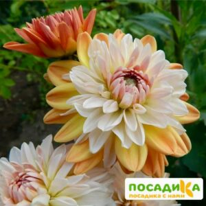 Георгина Коуп де Солейл (декоративная) купить по цене от 400р. в интернет-магазине «Посадика» с доставкой почтой в в Белореченске и по всей России – [изображение №1].