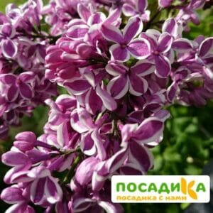 Сирень Сенсация купить по цене от 529.00р. в интернет-магазине «Посадика» с доставкой почтой в в Белореченске и по всей России – [изображение №1].