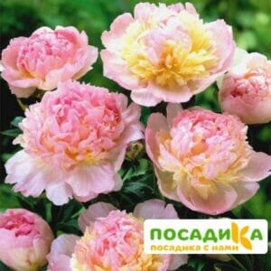 Пион Распберри Сандей (Paeonia Raspberry Sundae) купить по цене от 959р. в интернет-магазине «Посадика» с доставкой почтой в в Белореченске и по всей России – [изображение №1].