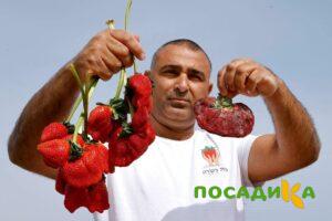 Клубника Гигант Джорнея купить по цене от 266р. в интернет-магазине «Посадика» с доставкой почтой в в Белореченске и по всей России – [изображение №1].