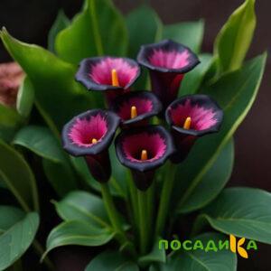 Калла Аура Лейс купить по цене от 400р. в интернет-магазине «Посадика» с доставкой почтой в в Белореченске и по всей России – [изображение №1].