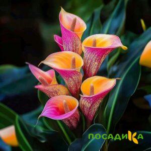 Калла Оникс купить по цене от 450р. в интернет-магазине «Посадика» с доставкой почтой в в Белореченске и по всей России – [изображение №1].