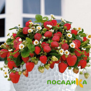 Клубника Рубиновый Шепот (горшечная) купить по цене от 240р. в интернет-магазине «Посадика» с доставкой почтой в в Белореченске и по всей России – [изображение №1].