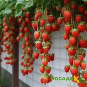 Клубника вьющаяся Комплимент купить по цене от 470р. в интернет-магазине «Посадика» с доставкой почтой в в Белореченске и по всей России – [изображение №1].