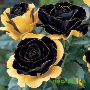 Роза Ханни Сикл купить по цене от 700р. в интернет-магазине «Посадика» с доставкой почтой в в Белореченске и по всей России – [изображение №1].