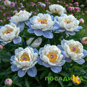 Пион акварельный Этюд купить по цене от 806р. в интернет-магазине «Посадика» с доставкой почтой в в Белореченске и по всей России – [изображение №1].