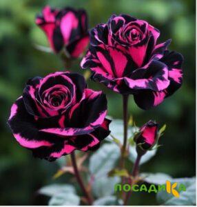 Роза Багровый Шепот купить по цене от 366р. в интернет-магазине «Посадика» с доставкой почтой в в Белореченске и по всей России – [изображение №1].