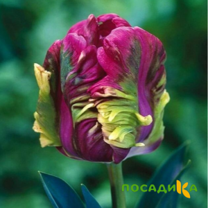 Тюльпан Экзотик Хэвен купить по цене от 186р. в интернет-магазине «Посадика» с доставкой почтой в в Белореченске и по всей России – [изображение №1].