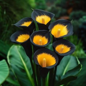 Калла Легато купить по цене от 620р. в интернет-магазине «Посадика» с доставкой почтой в в Белореченске и по всей России – [изображение №1].