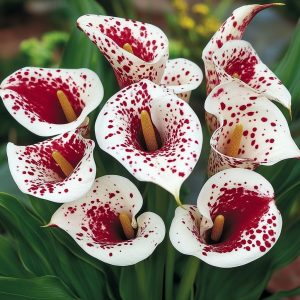 Калла Эмпайр купить по цене от 302р. в интернет-магазине «Посадика» с доставкой почтой в в Белореченске и по всей России – [изображение №1].