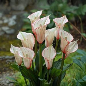 Калла Глейшер купить по цене от 299р. в интернет-магазине «Посадика» с доставкой почтой в в Белореченске и по всей России – [изображение №1].