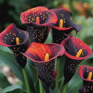 Калла Нуар купить по цене от 299р. в интернет-магазине «Посадика» с доставкой почтой в в Белореченске и по всей России – [изображение №1].