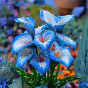 Калла Портрейт купить по цене от 292р. в интернет-магазине «Посадика» с доставкой почтой в в Белореченске и по всей России – [изображение №1].