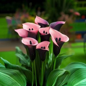 Калла Энигма купить по цене от 291р. в интернет-магазине «Посадика» с доставкой почтой в в Белореченске и по всей России – [изображение №1].