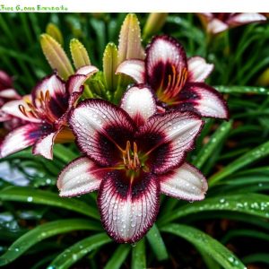 Лилейник Крим Сикл купить по цене от 799р. в интернет-магазине «Посадика» с доставкой почтой в в Белореченске и по всей России – [изображение №1].