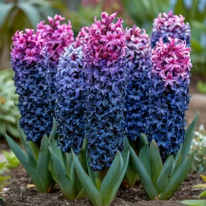 Гиацинт Блю Спринг купить по цене от 2099р. в интернет-магазине «Посадика» с доставкой почтой в в Белореченске и по всей России – [изображение №1].