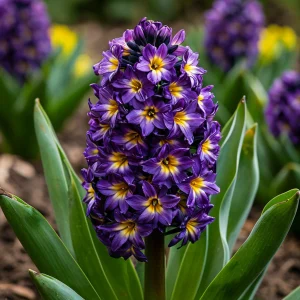 Гиацинт Вельвет Колор купить по цене от 2099р. в интернет-магазине «Посадика» с доставкой почтой в в Белореченске и по всей России – [изображение №1].