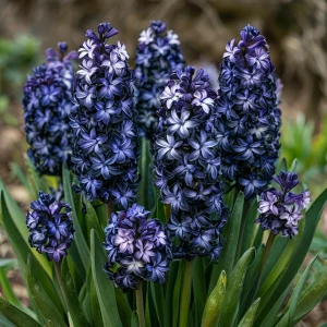 Гиацинт Блум Клауд купить по цене от 2099р. в интернет-магазине «Посадика» с доставкой почтой в в Белореченске и по всей России – [изображение №1].