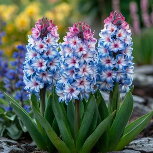 Гиацинт Пинк Мари купить по цене от 2099р. в интернет-магазине «Посадика» с доставкой почтой в в Белореченске и по всей России – [изображение №1].