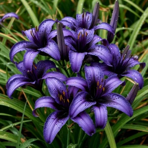 Лилейник Блю Айрис купить по цене от 324р. в интернет-магазине «Посадика» с доставкой почтой в в Белореченске и по всей России – [изображение №1].