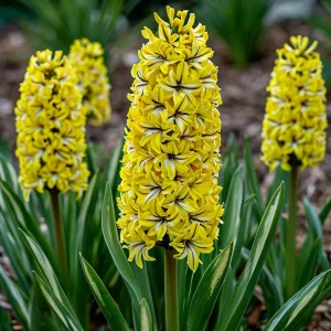 Гиацинт Сансет Голд купить по цене от 2099р. в интернет-магазине «Посадика» с доставкой почтой в в Белореченске и по всей России – [изображение №1].